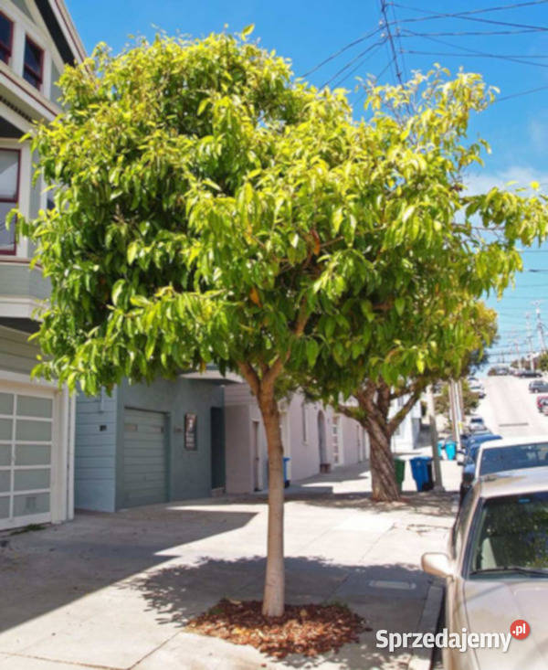 MAGNOLIA CHAMPACA Michelia champaca NASIONA 170 kujawsko-pomorskie