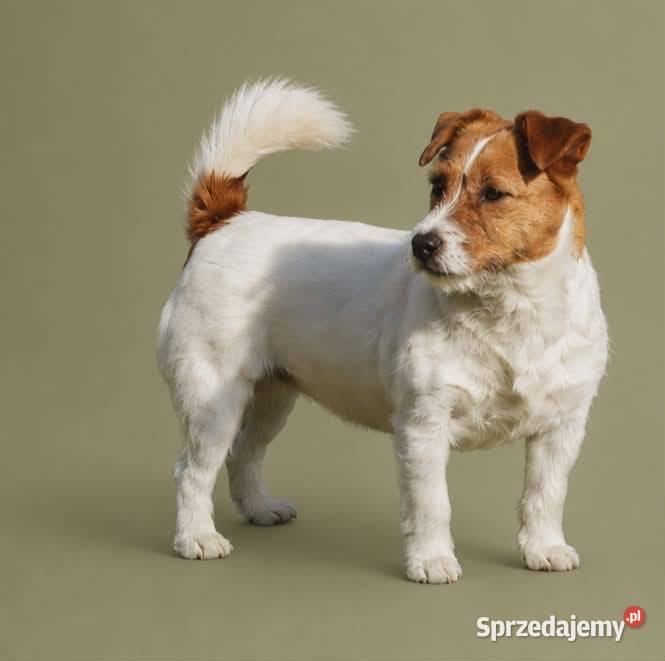 Szczenięta Jack Russell Terrier Gostyń