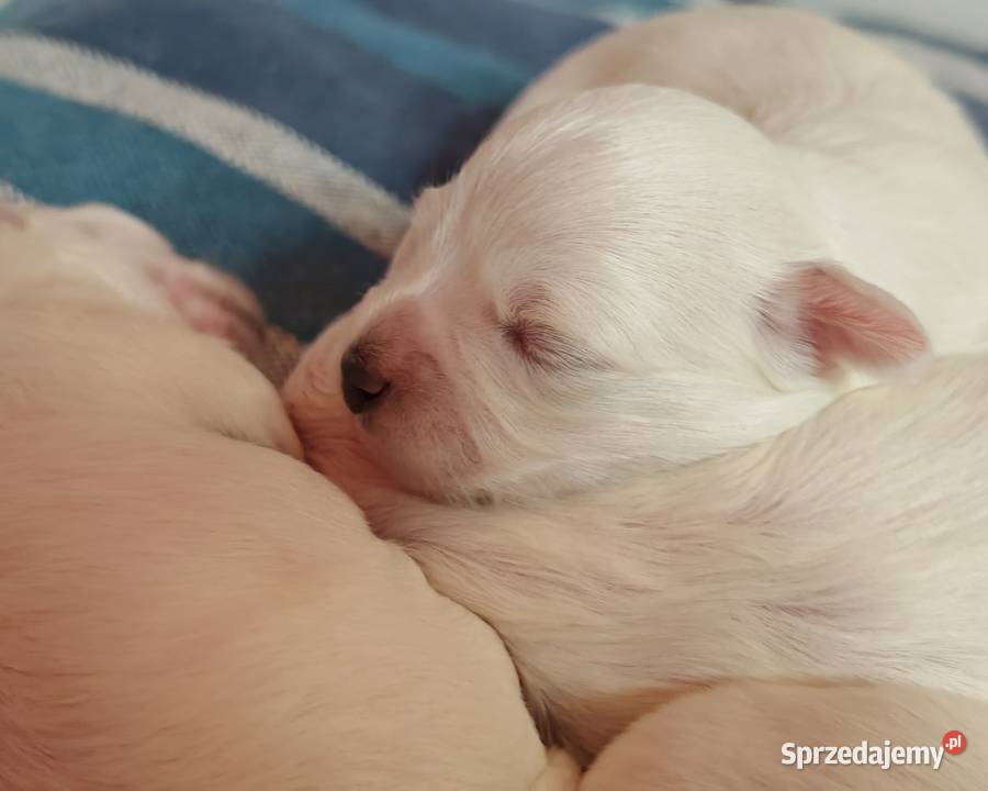 Maltańczyk piesek z domowej hodowli śląskie Węgierska Górka