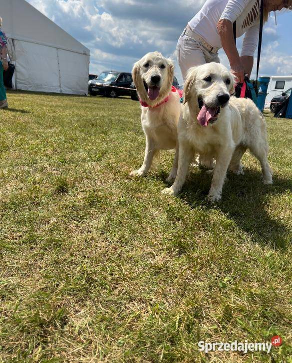 Golden Retriever Śliczna Suczka poch Australia Katowice