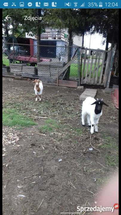 Kozy burskie stado pomorskie Sierakowice sprzedam