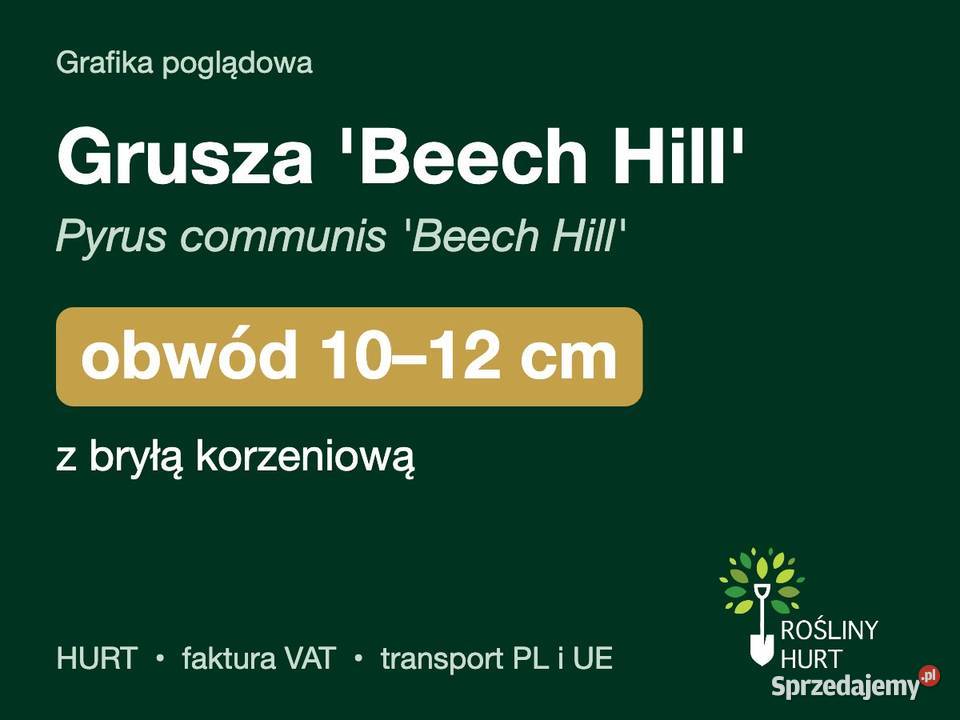 Grusza Beech Hill Pyrus communis obwód 1012 z wielkopolskie