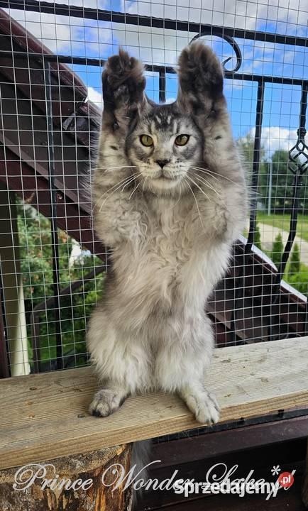 Srebrzysty tikowany Maine Coon Gdańsk sprzedam