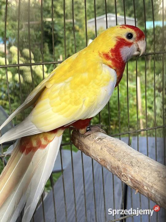 Rozela Królewska Pastel pomorskie Sztum