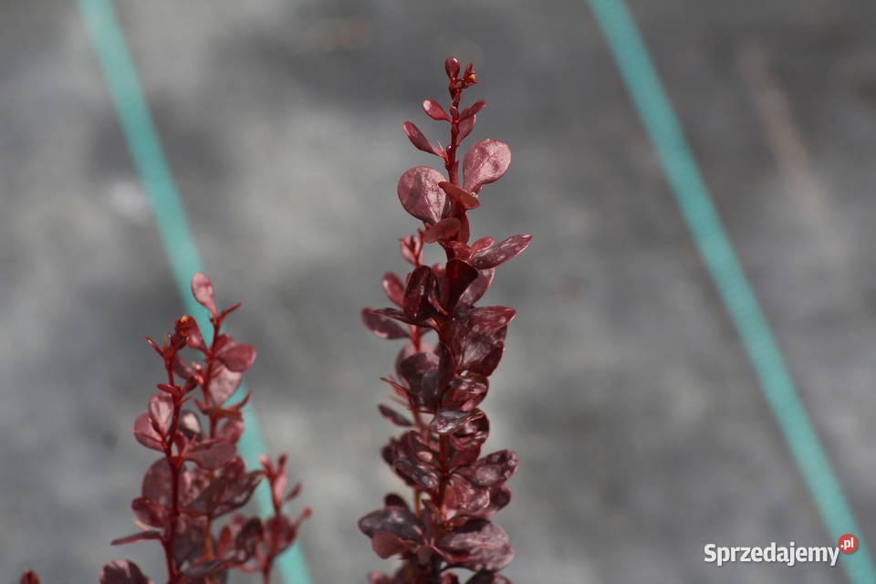 Berberys Thunberga Helmond Pillar Imbramowice