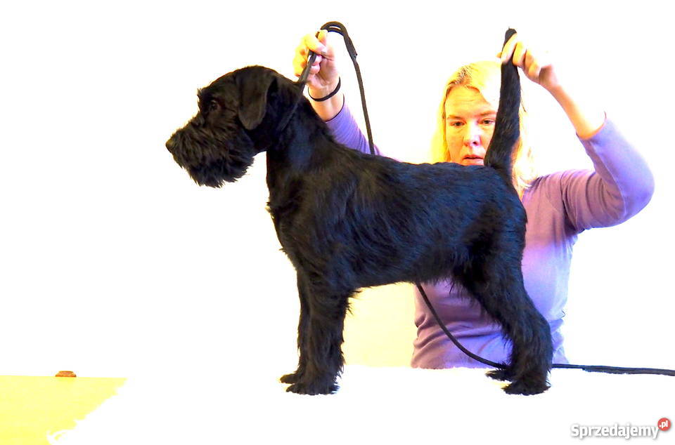 Ostatni dostępny piesek Sznaucer średni Poznań