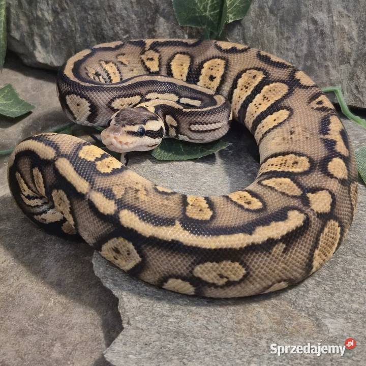 Pyton królewski Stranger pastel het hypo Mazowszany