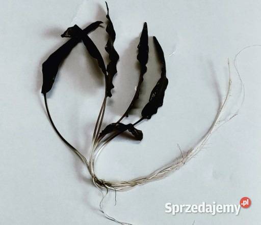 Kryptokoryna brązowa 5 SZTUK Cryptocoryne