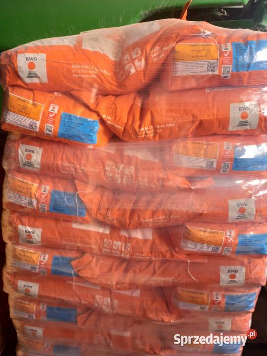 Kukurydza materiał siewny MAS KWS KORIT