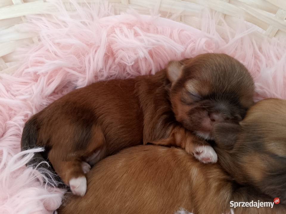 Czekoladowa suczka rasy ShihTzu Namysłów