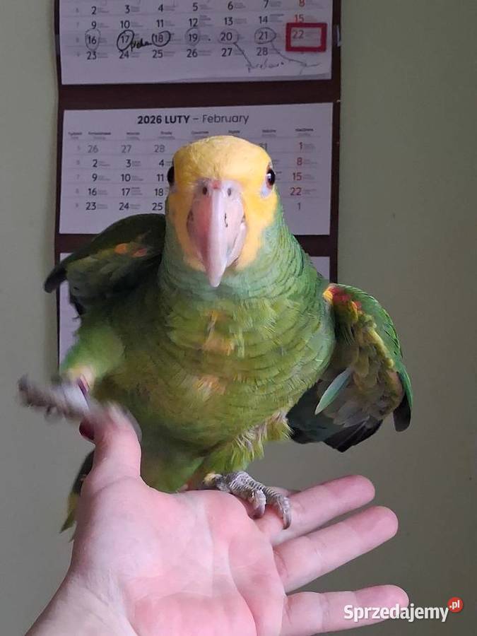 Amazonka żółtogardła Sandomierz