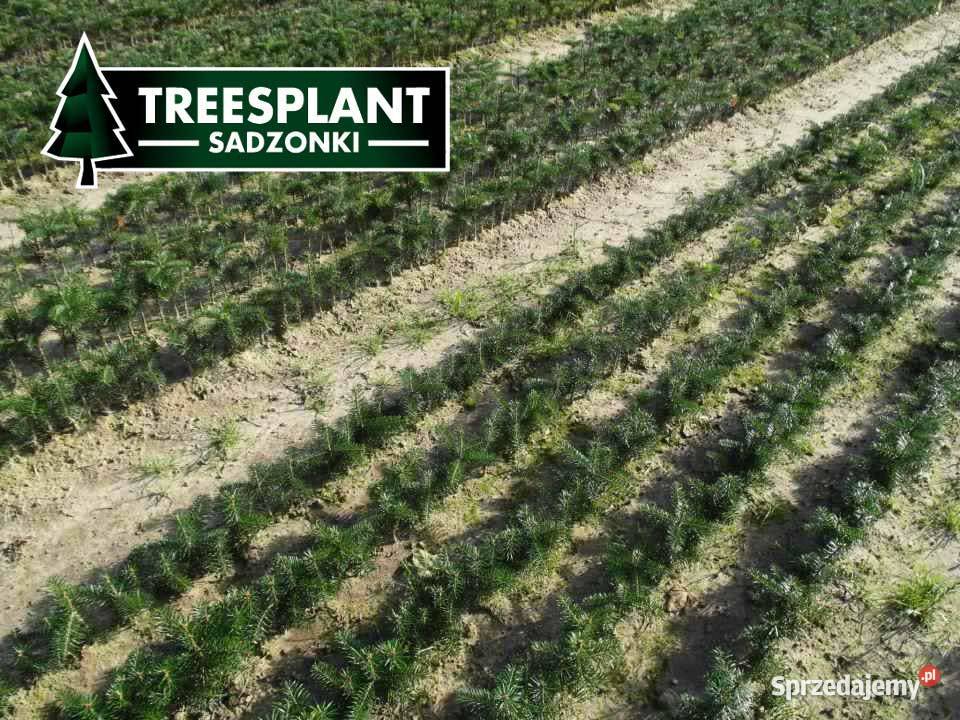 Jodła Kaukaska 1220 sadzonki na plantacje świerk wielkopolskie Poznań
