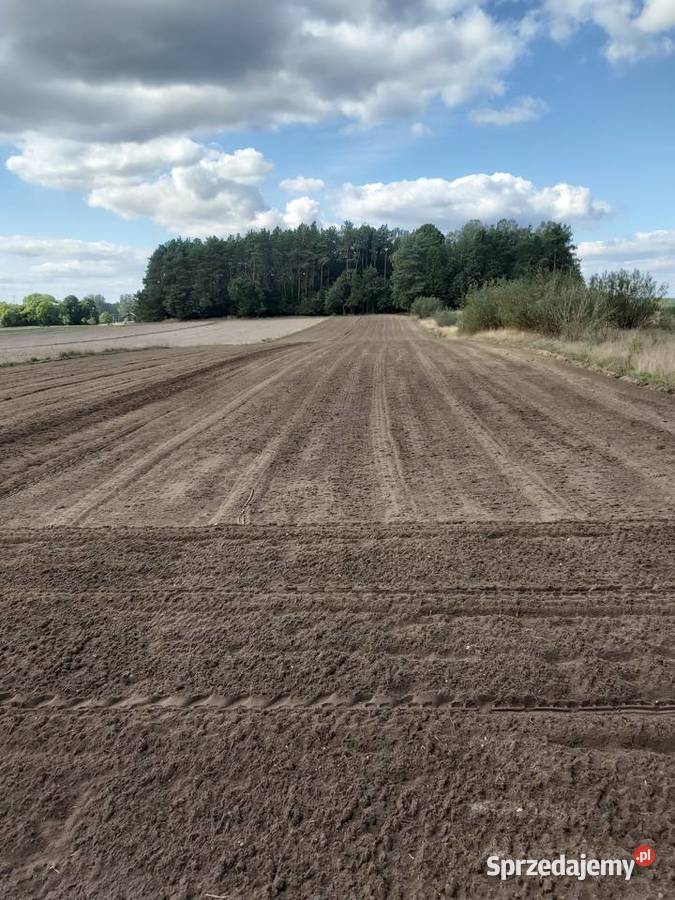 Glebogryzarka Separacyjna DELMORINO 150 Kamieńsk