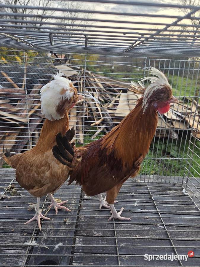 Pary hodowlane kur ozdobnych Pyrzyce