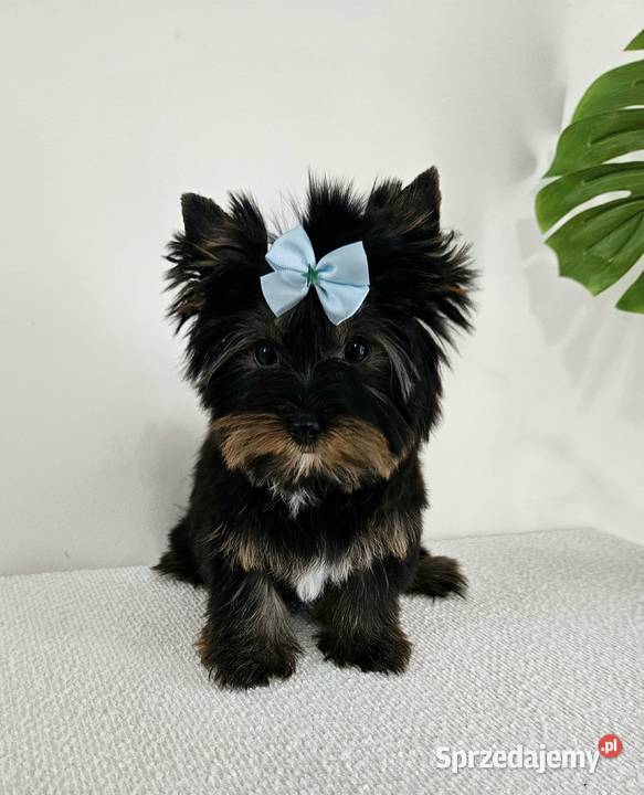 Śliczny York Do Odbioru Z kompletem dokumentów Brzeg sprzedam