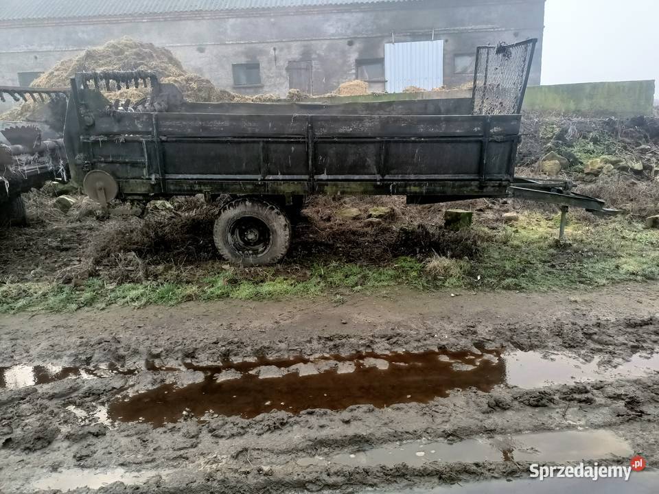 Rozrzutniki kujawsko-pomorskie Wąpielsk