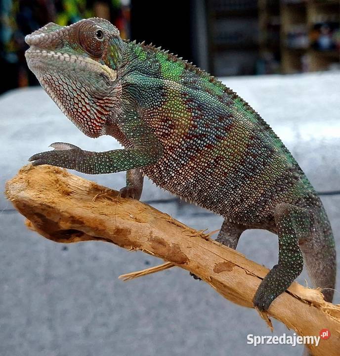 Kameleon lamparci samiczka sprzedam