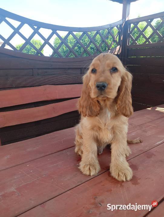 Sprzedam Cocker spaniel angielski