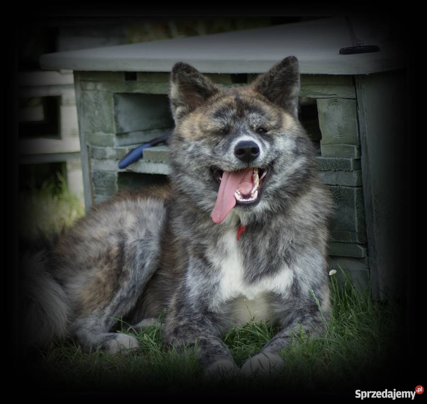 AKITAINU z ROOWOEM FCI CHAMPIONACH Mikołów sprzedam