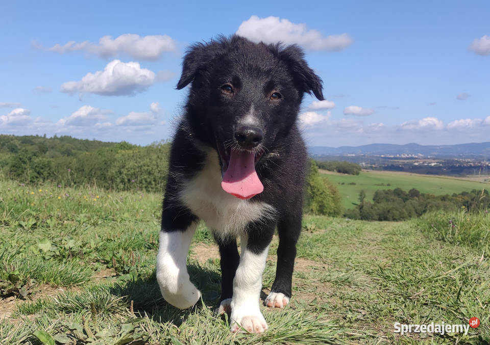 BORDER COLLIE Rasowy z pełną dok świetnych Iwonicz