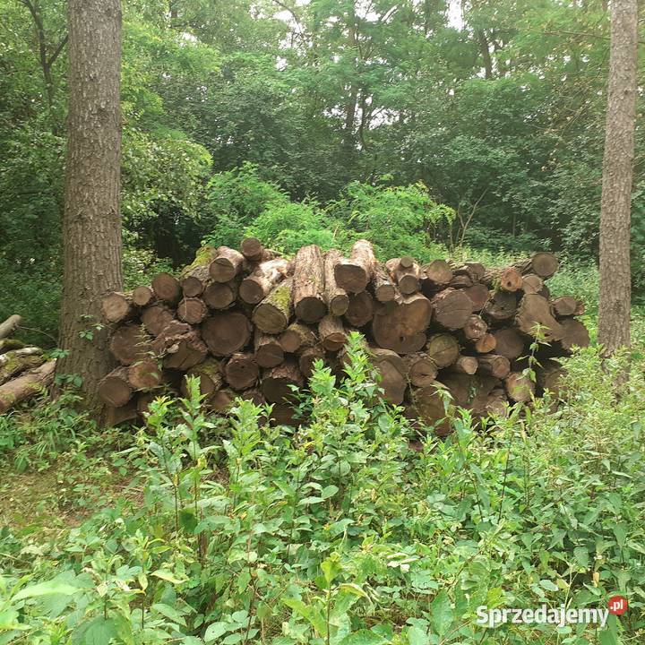 Drewno Sosna czeremcha akacja Lubin sprzedam