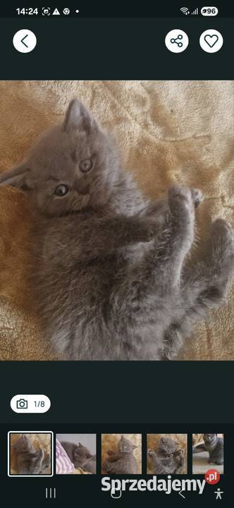 Brytyjskie niebieski chlopak krótkowłosy