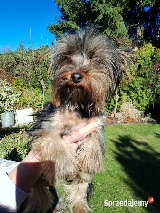 Sprzedam Yorkshire terrier zachodniopomorskie Tanowo
