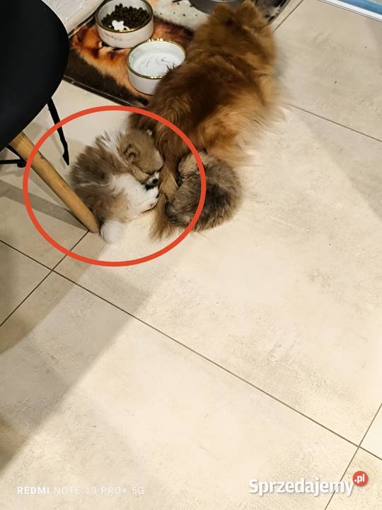 Szpic miniaturowy pomeranian piękny miniaturowy Mielec sprzedam