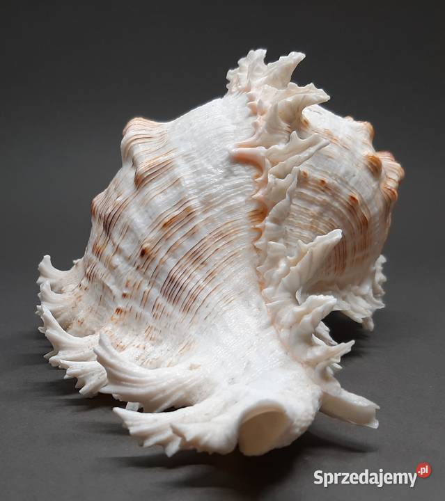 Muszla Rozkolec 1 jasny Duża lubelskie Lublin
