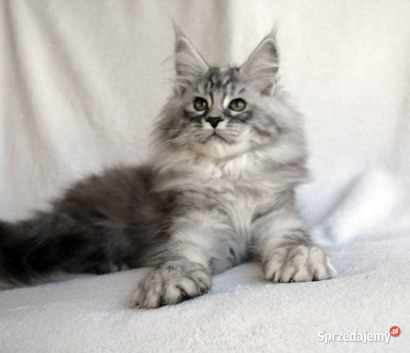 Śliczna puszysta koteczka do hodowli