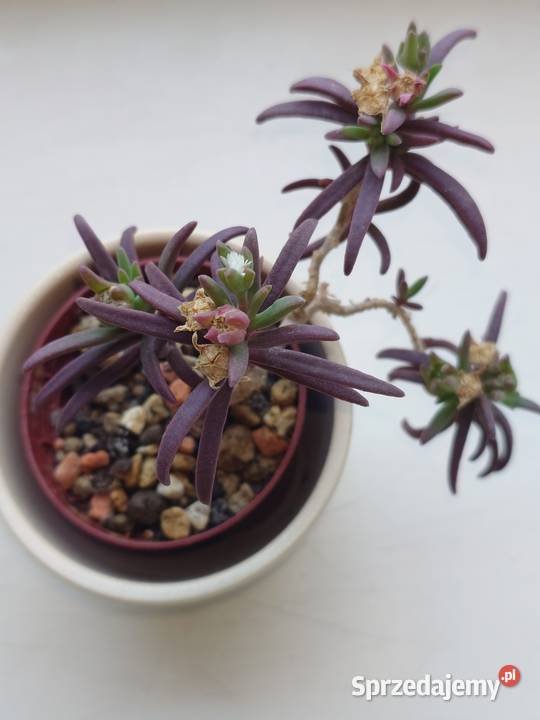 Delosperma bosseranum kaudeks miniatura w Warszawa sprzedam