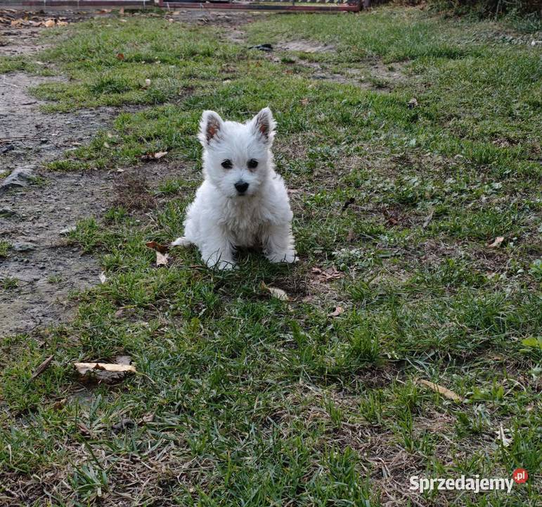 Suczka rasy West Highland White Terrier terrier pomorskie Gościszewo
