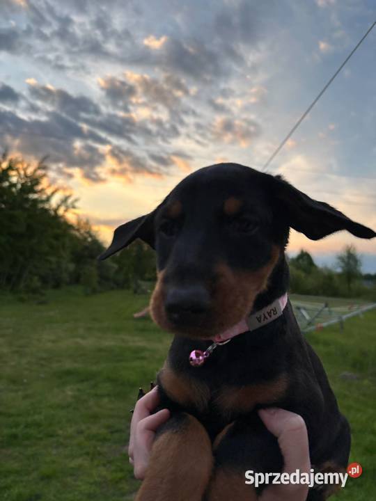 Doberman szczeniak z rodowodem