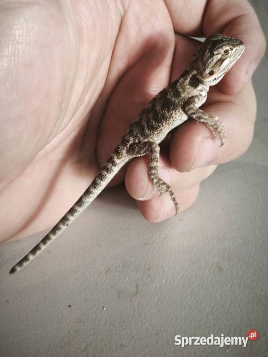 Agama brodata młoda Wałbrzych