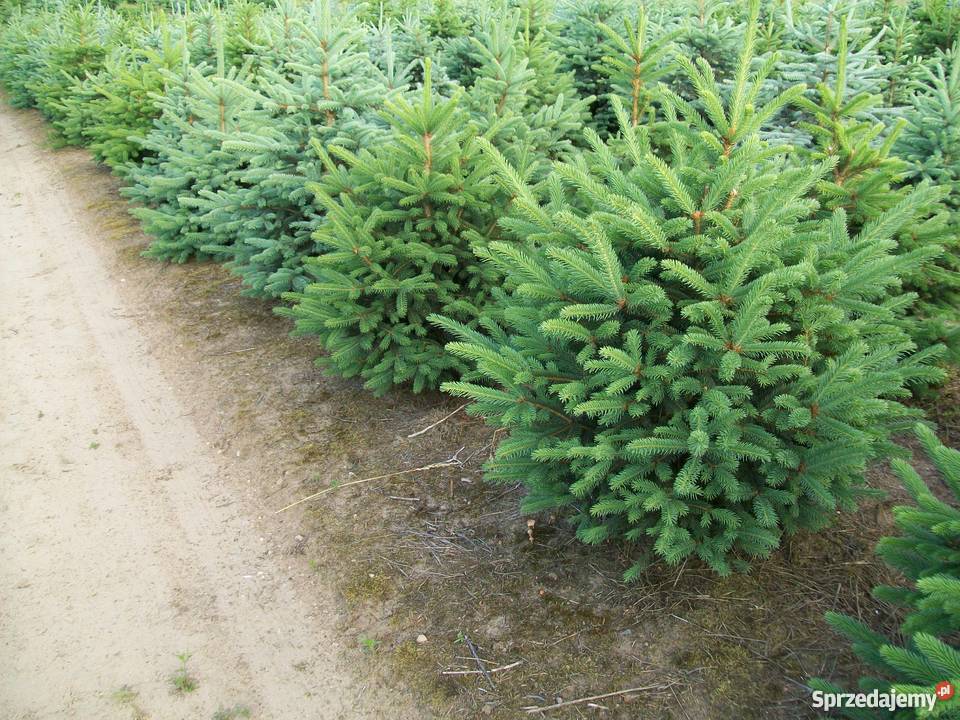 Świerk srebrny choinki cięte z plantacji 170200 Olsztynek