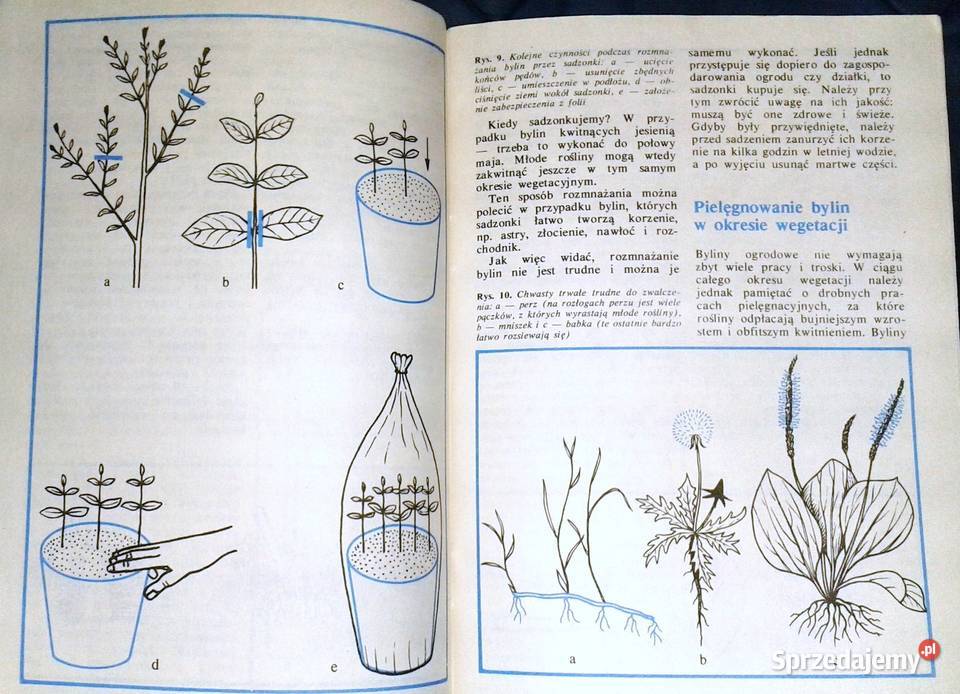 Byliny kwitnące jesienią Złocienie Astry A Chełm