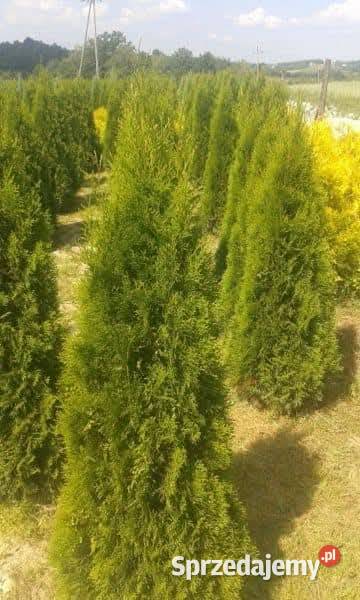 Tuja szmaragd szmaragdowa tuje na żywopłot podkarpackie