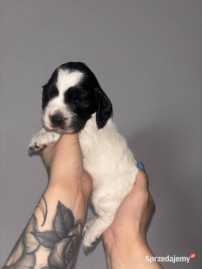 Cocker Spaniel Angielski piękne umaszczenia sprzedam