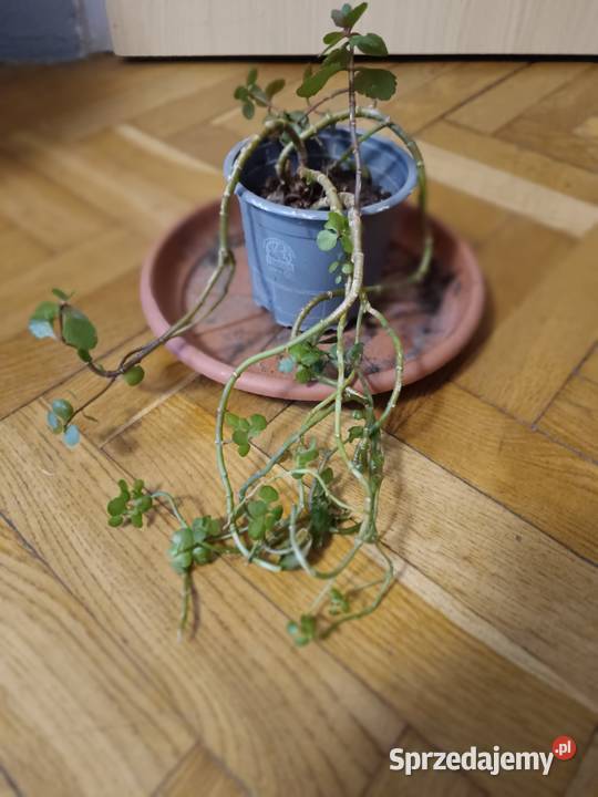 Kwiaty różne odmiany Gdańsk