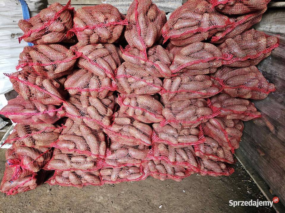 Ziemniaki jadalne Soraya Marchew Pietruszka Kolosy