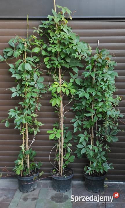 duże krzaczki winobluszczu 200500 Jasieniec