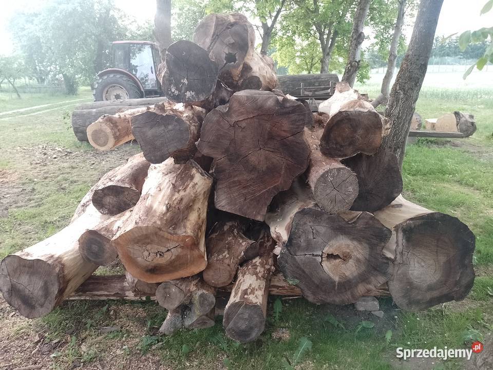 Sprzedam kłody orzecha włoskiego okorowane lubelskie Uchanie