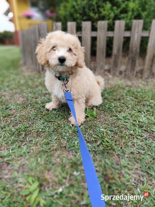 Maltipoo chłopcy F1b Tereszpol-Zygmunty
