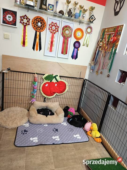 Staffordshire Bull Terrier ZKwP FCI Leszno sprzedam