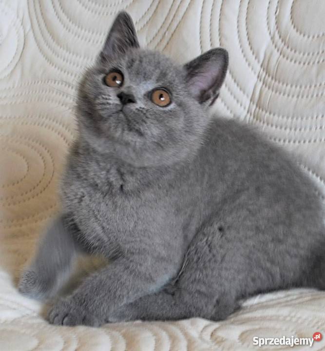 kocięta brytyjskie z rodowodem WCF Lublin sprzedam