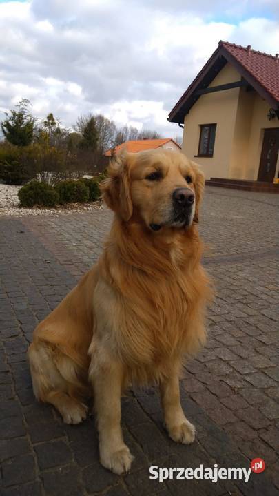 Golden retriever Wejherowo sprzedam