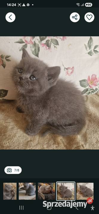 Brytyjskie niebieski chlopak krótkowłosy Szamotuły sprzedam