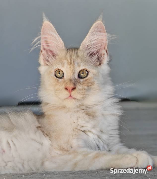 Maine Coon kocur ds