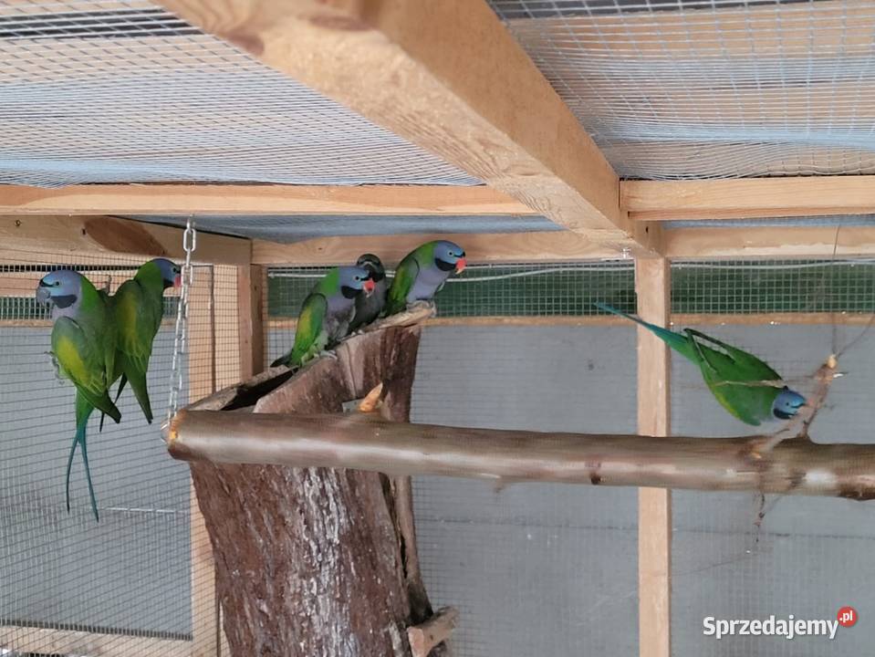 Aleksandretty Chińskie Dąbrowa