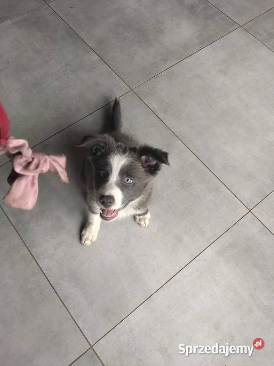 Border collie suczka blue Józefowo sprzedam